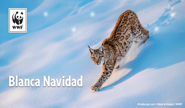 Ecard of a lynx while it snows that says Blanca Navidad