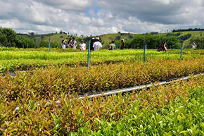  Seedling nursery, Copaíba Environment Association, Socorro, São Paulo, Brazil