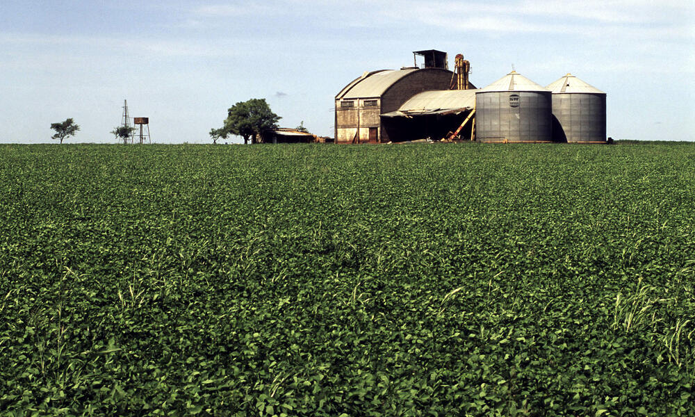 Soy beans plantation