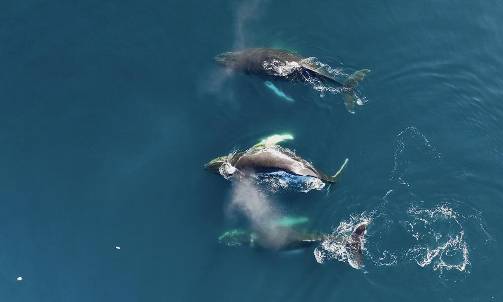 Three whales in Southern Ocean  