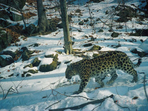 Amur leopard