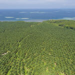 Palm oil plantation