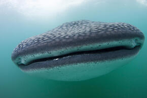 Whale shark