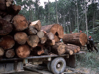 Illegal logging  Riau, Sumatra