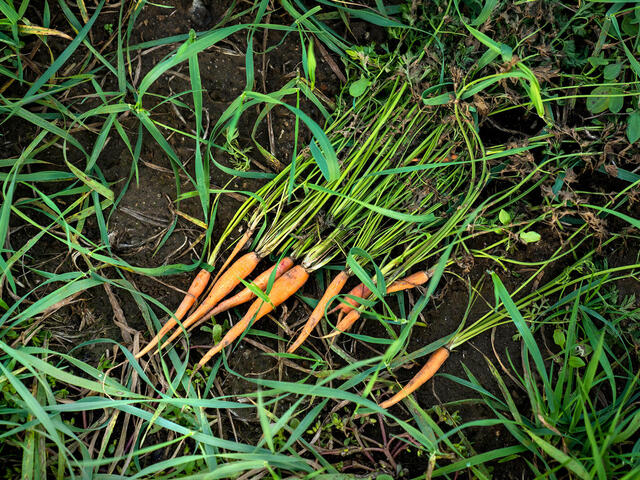 Carrots removed from soil and spread out
