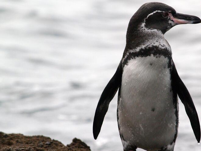 Galápagos penguin