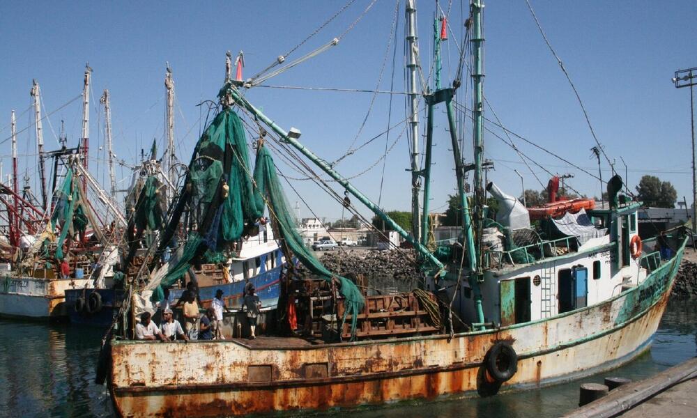 Shrimp fishery, Mexico