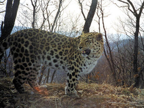 Amur leopard