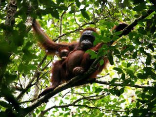 Bornean orangutan