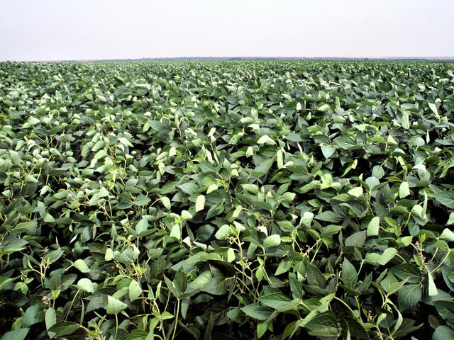 Green soy leaves, Rondonópolis, Brazil