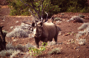 Namibia Protecting Species