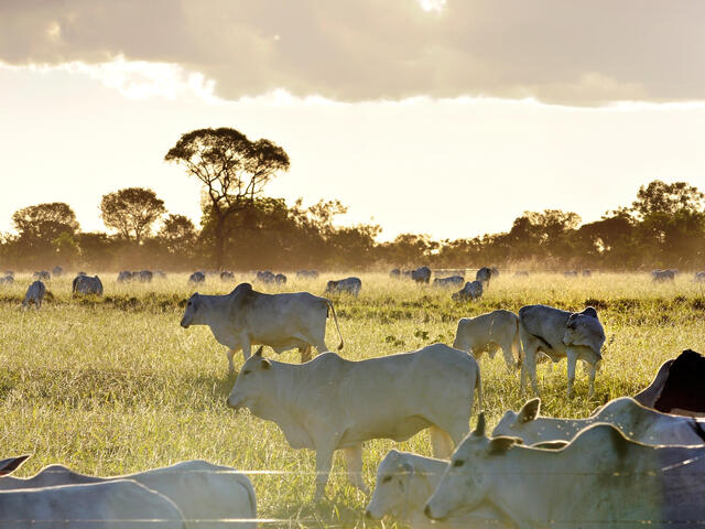 Cattle in pasture