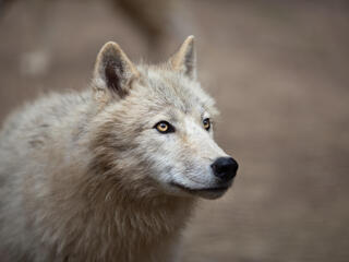 Arctic Wolf