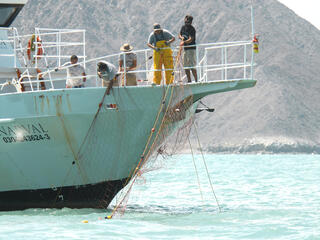 Fisher pulling net from Gulf of Mexico