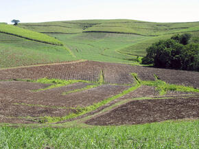 Sugarcane, South Africa