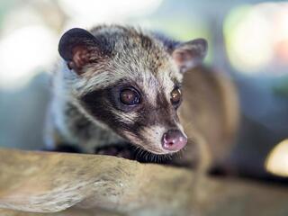 A close-up of an Asian palm civet's masked face and snout