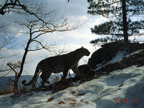 Amur leopard