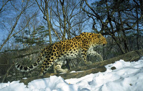 Amur Leopard