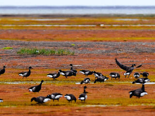 A flock of geese stand on tundra