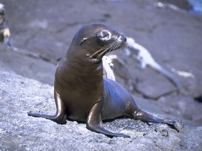 Sea Lion