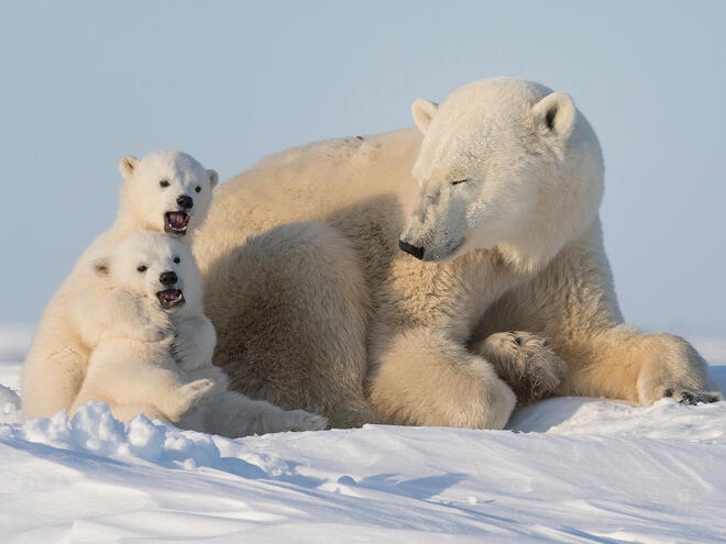 Polar bear (Ursus maritimus) with cubs in the Wapusk National Park, Churchill, Manitoba, Canada