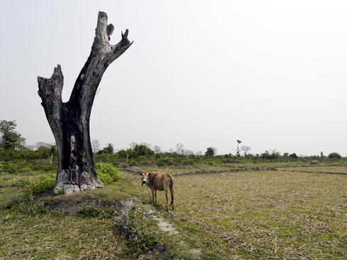 A cow standing next to a bare tree