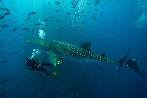 Gulf of California