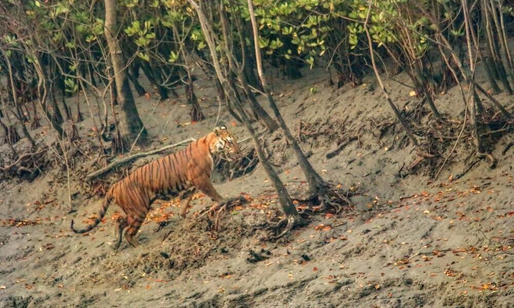 A tiger walks up an embankment into trees 