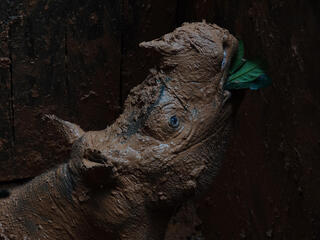 Sumatran rhino covered in mud