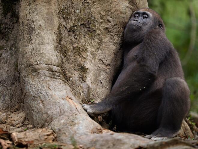 Western lowland gorilla (Gorilla gorilla gorilla) juvenile male 'Mobangi' aged 5 years reaching into a hole in a tree for rotting wood to feed on, Bai Hokou, Dzanga Sangha Special Dense Forest Reserve, Central African Republic.