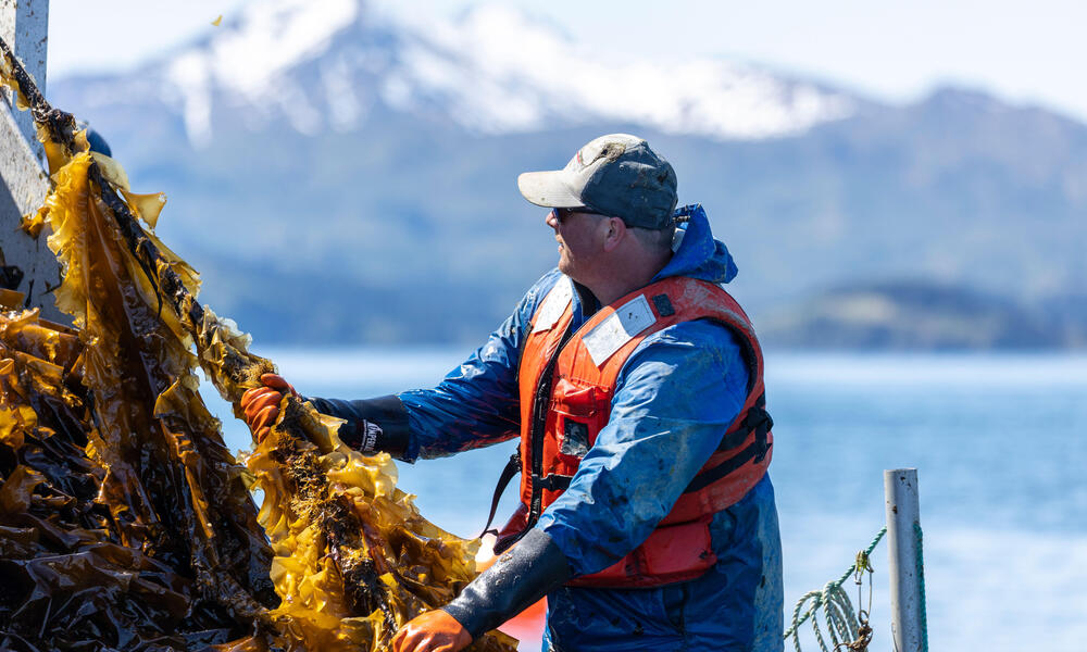 Kodiak Island Sustainable Seaweed owner, Nick Mangini, harvests sugar kelp (saccharina latissima) from his kelp farm off the coast of Woody Island, Alaska.