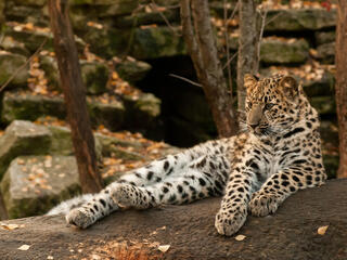 Amur Leopard