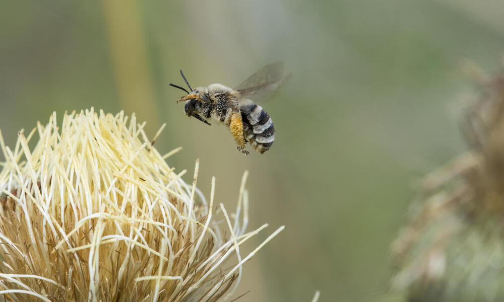 A single flying digger be hovers above a yellow and white flower