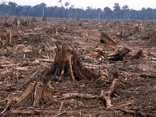 Deforestation in Tesso Nilo, Sumatra