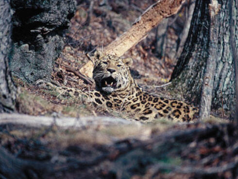 Amur leopard