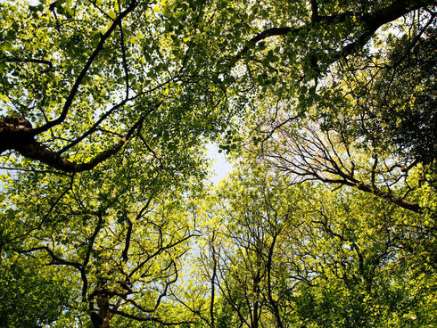 Leafy tops of the trees against a blue sky 