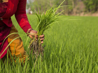 Harveting crops