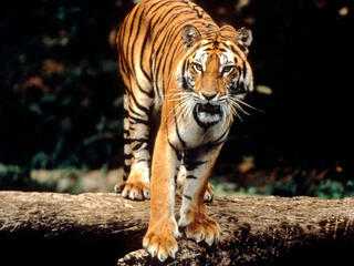 Sumatran Tiger 