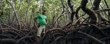 Patroling a mangrove forest for poachers