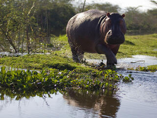 Hippo on Lake Naivasha