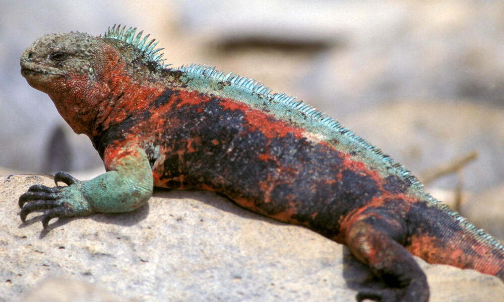 Marine iguana