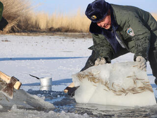 Ranger pushing frozen ice with fish
