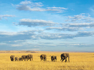 Elephants walking across yellow fields