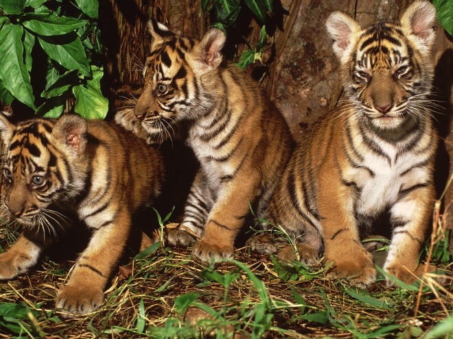 Portrait of three tiger cubs
