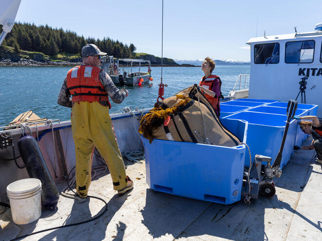 Sailors lifting sugar kelp onto boat