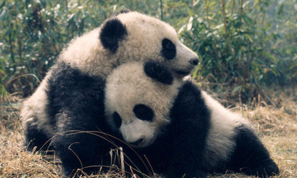 Giant pandas