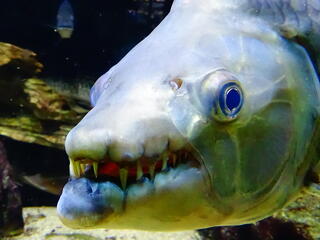 congo goliath tiger fish