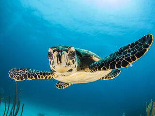 Sea Turtle