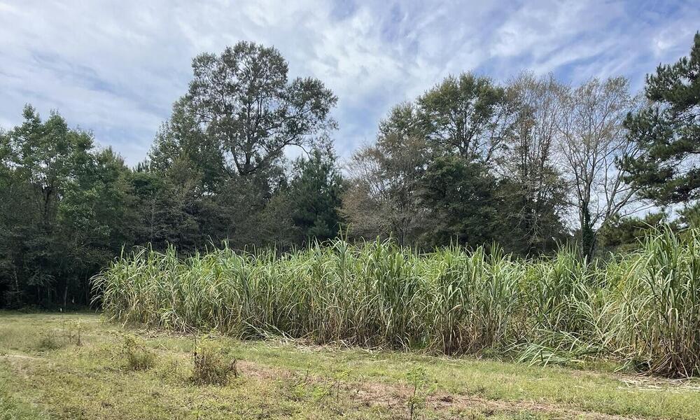 grass landscape and sky of Heirs's property in Mississippi