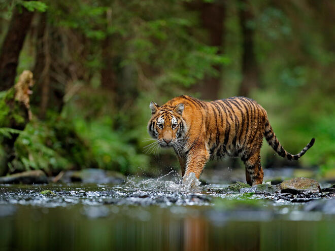 Tiger walks through river in Russia